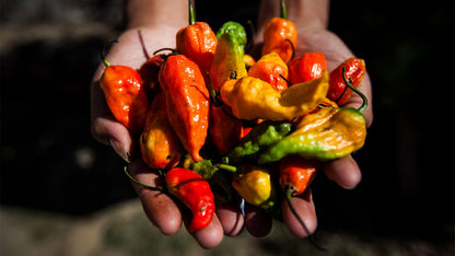 Hot and Spicy Dip Mixes